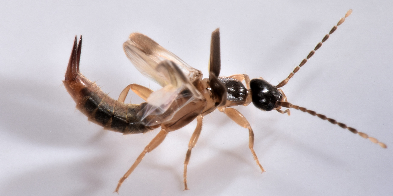 Spongiphoridae?  Sì, Labia minor
